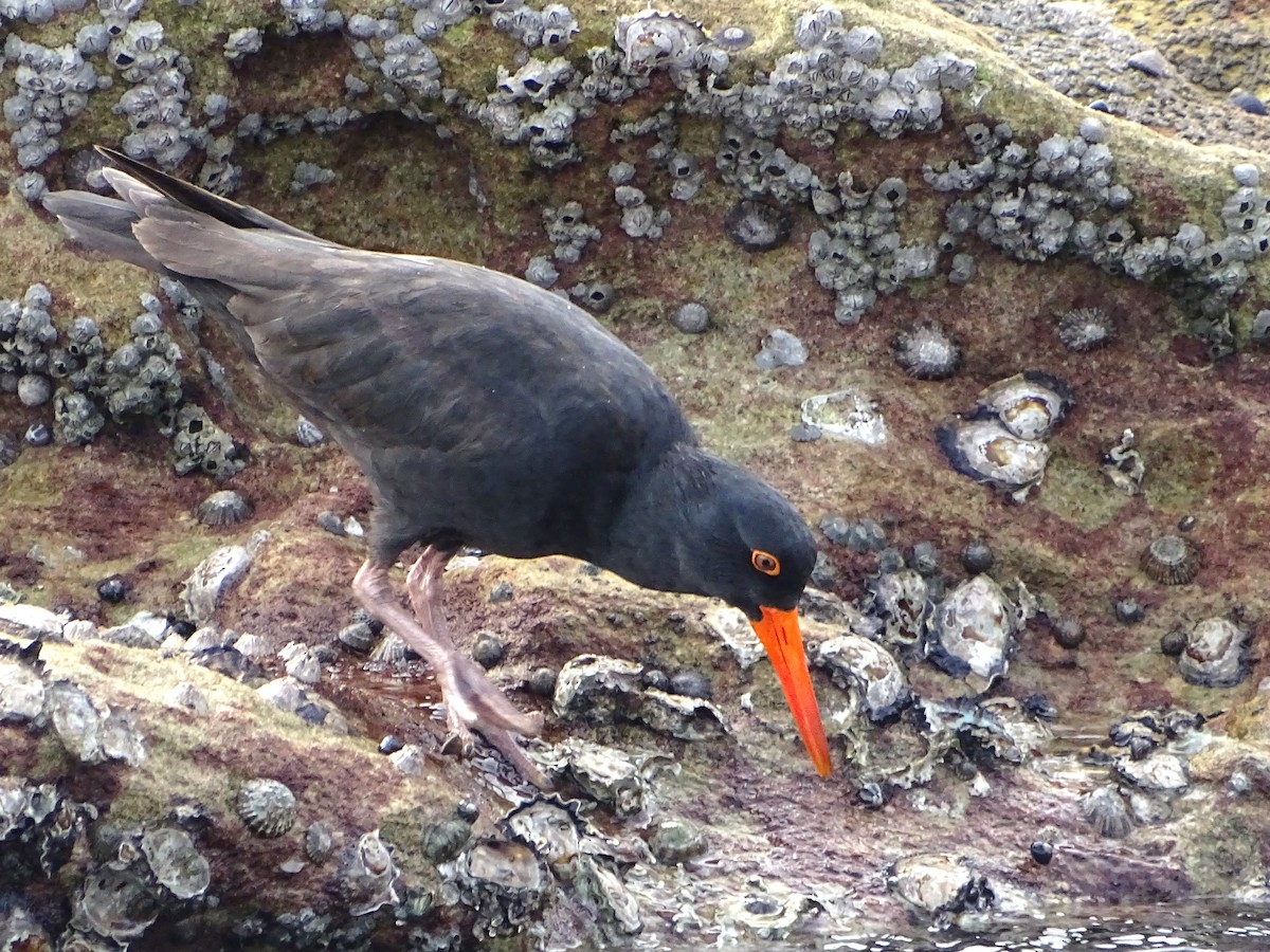 Sooty Oystercatcher - ML619118506