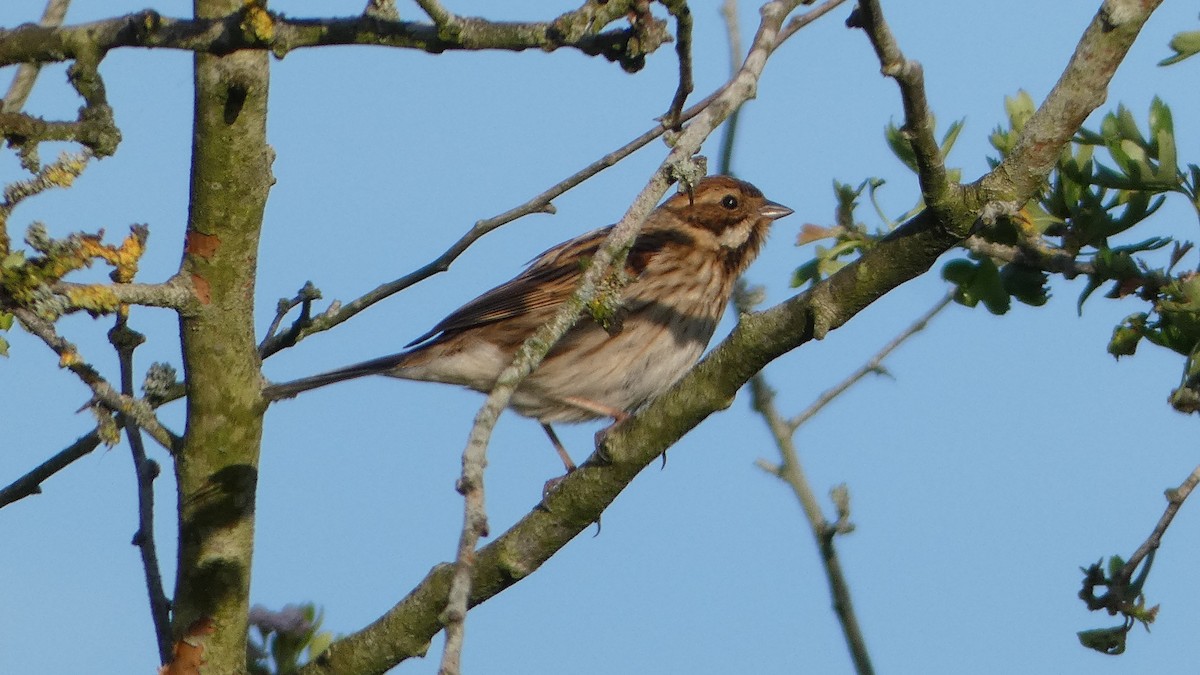 Reed Bunting - Andris Cemme