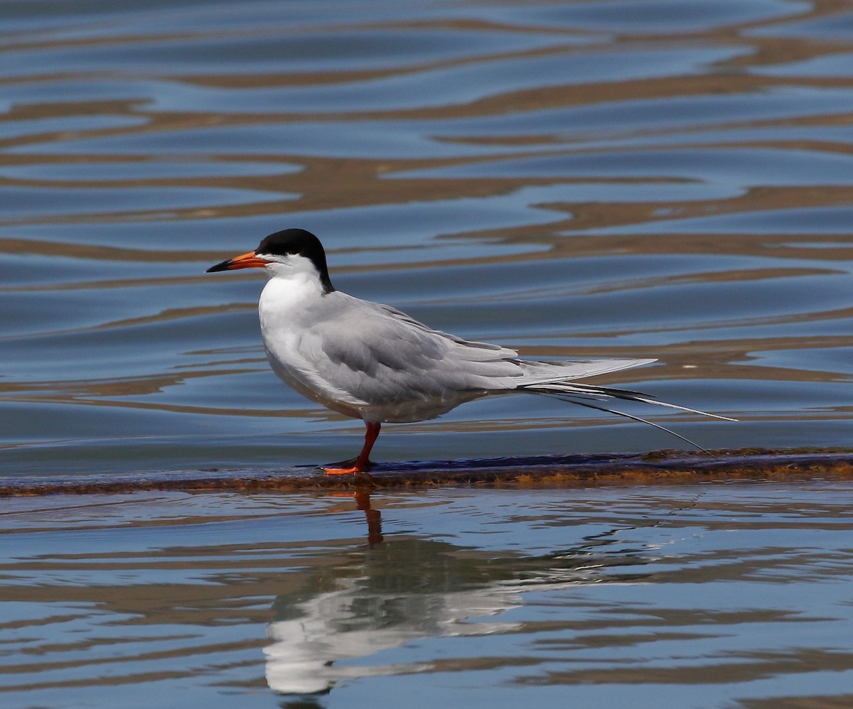 Forster's Tern - Rob Lowry