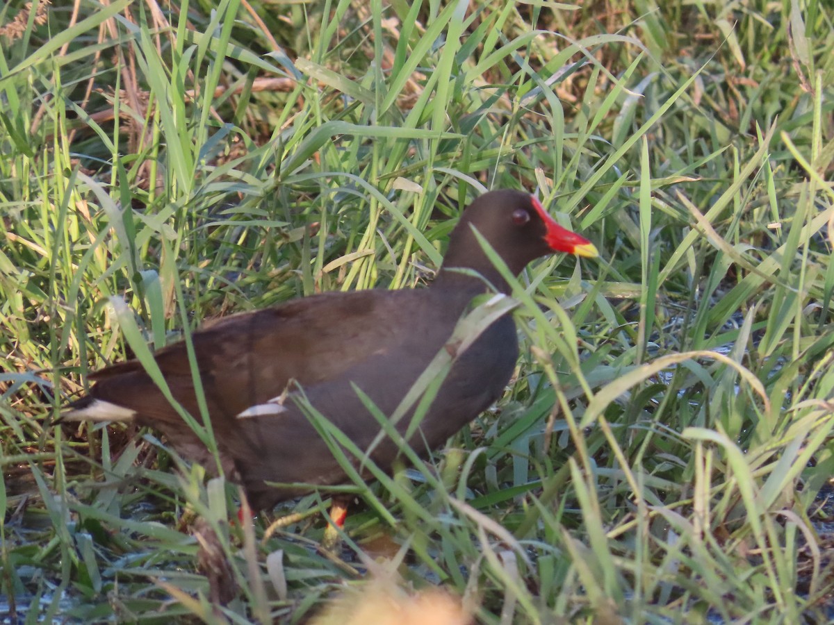 Eurasian Moorhen - Shilpa Gadgil