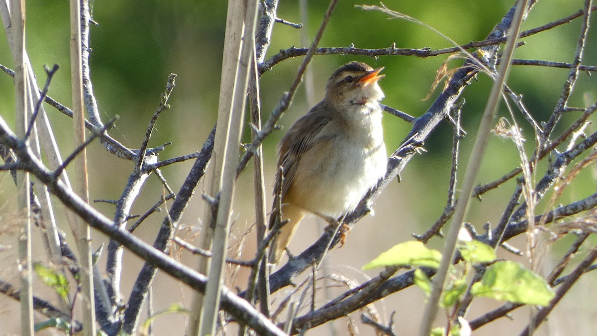 Sedge Warbler - Andris Cemme