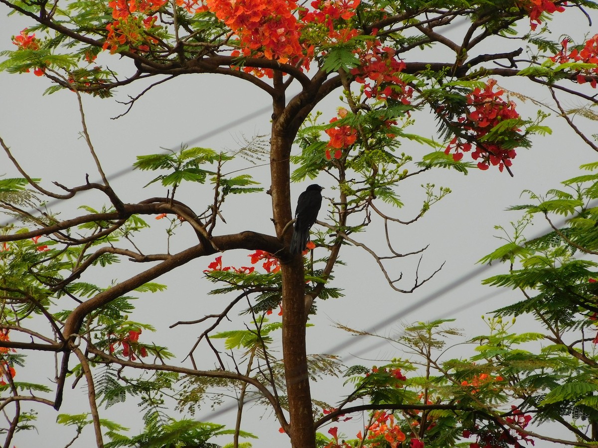 Asian Koel - Vidhya Swaminathan