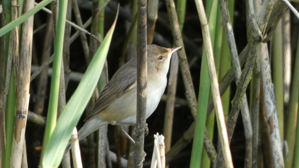 Common Reed Warbler - Andris Cemme