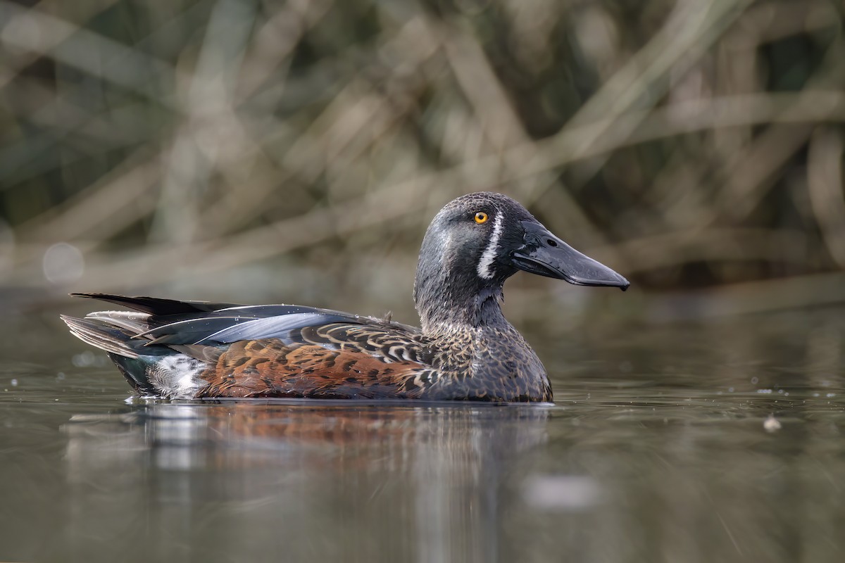 Australasian Shoveler - Andreas Heikaus