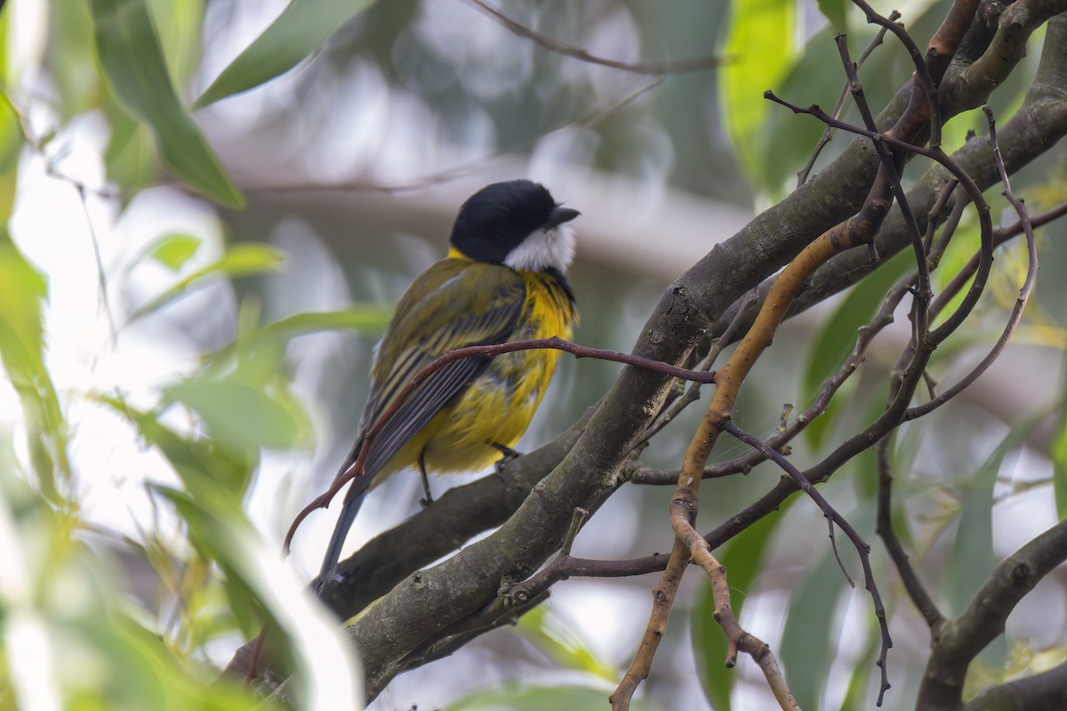 Golden Whistler (Western) - Andreas Heikaus