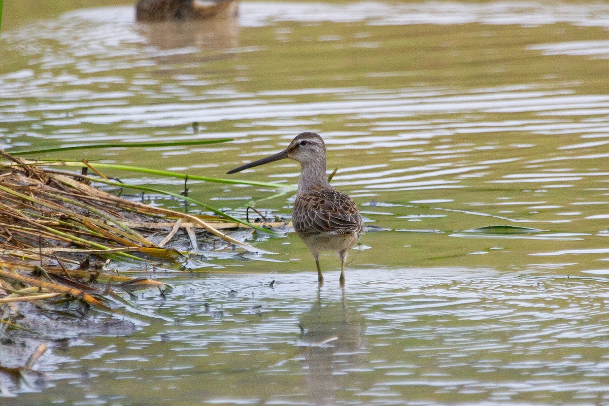 Long-billed Dowitcher - Hector Cayetano