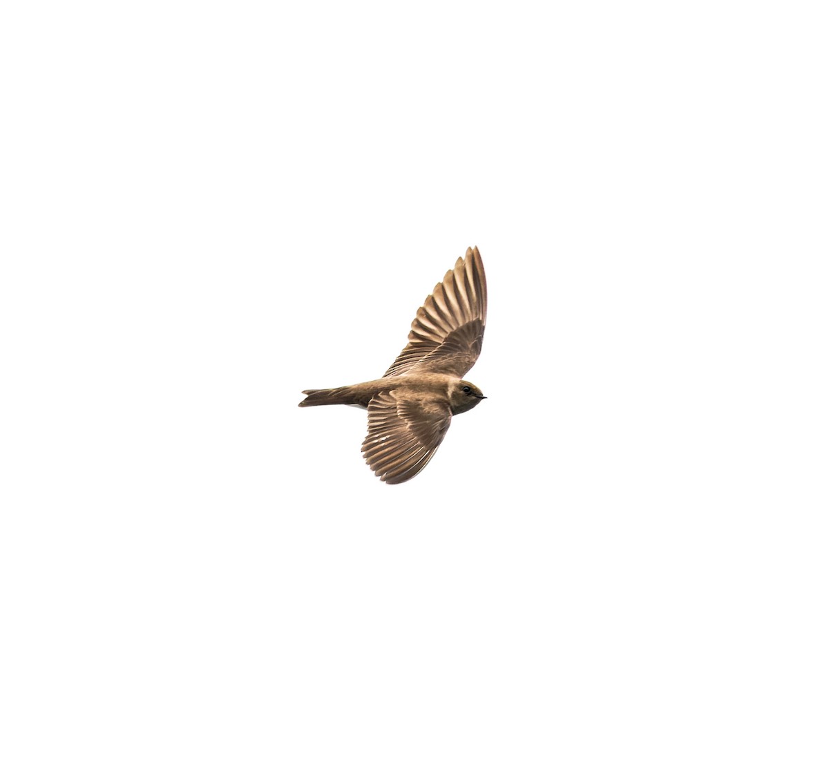 Northern Rough-winged Swallow - Daniel Magda