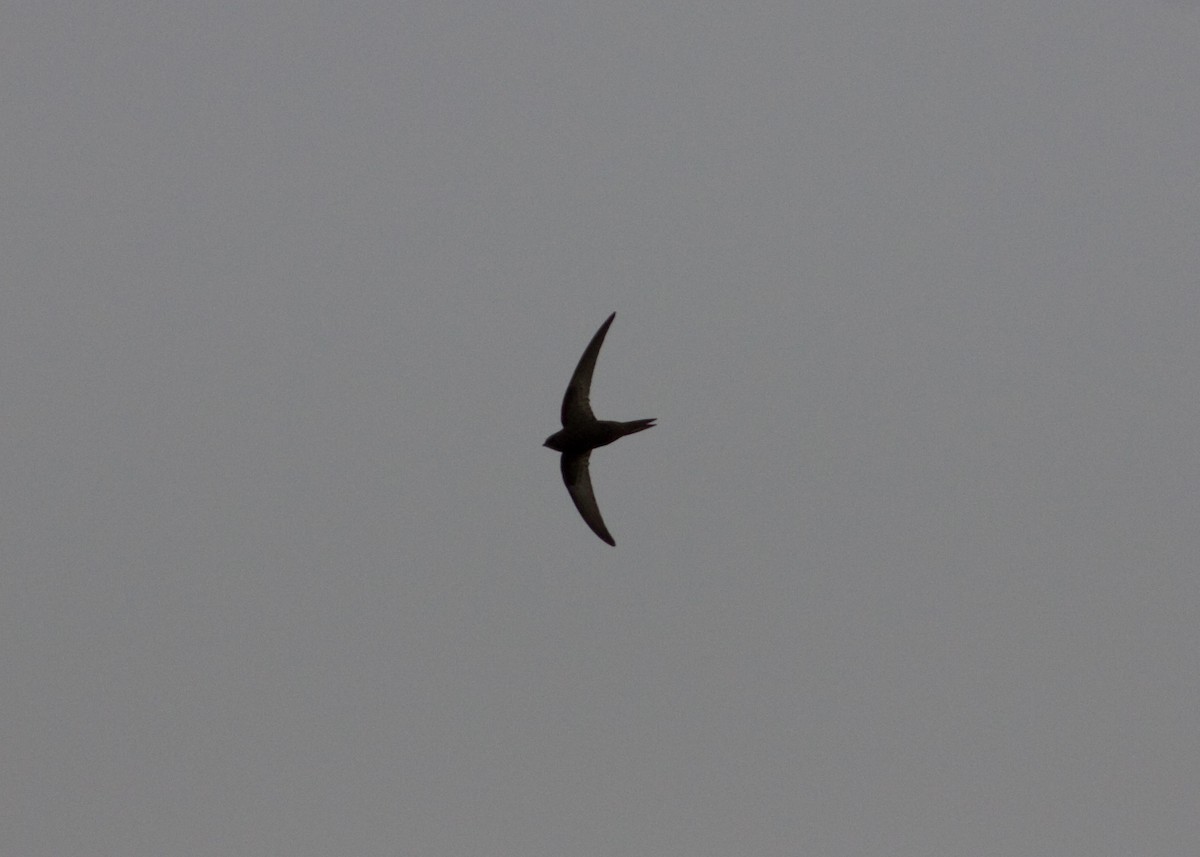 Common Swift - ML619118549