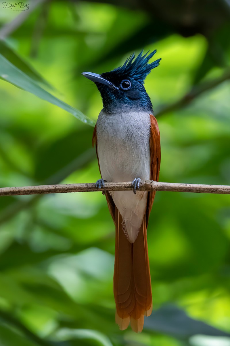 Indian Paradise-Flycatcher - Kapil Bag