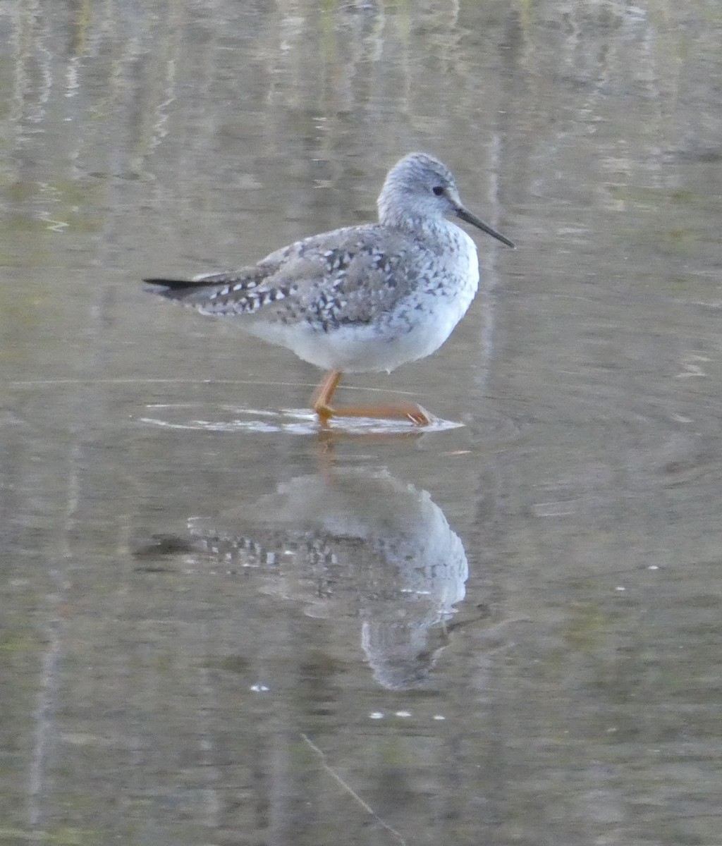 Lesser Yellowlegs - ML619118555