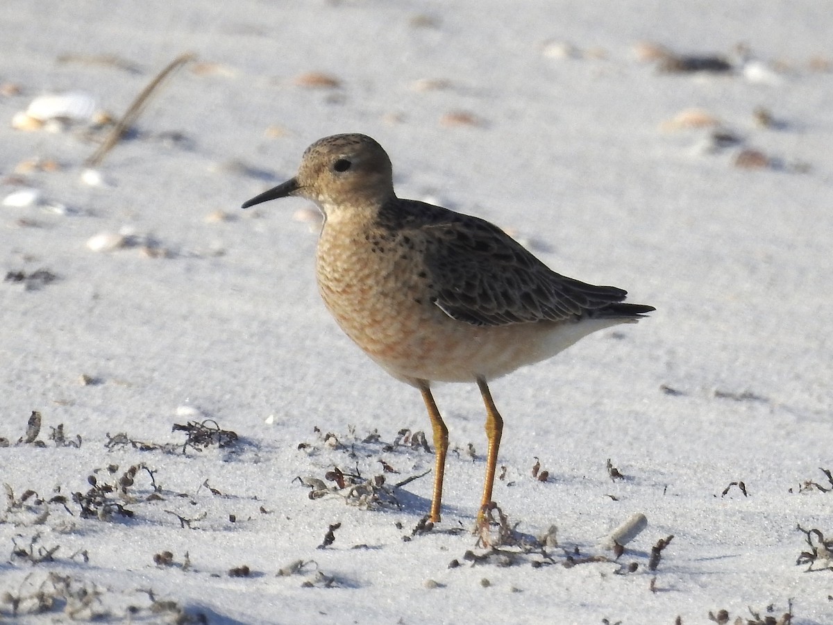 Buff-breasted Sandpiper - Aaron Stoll