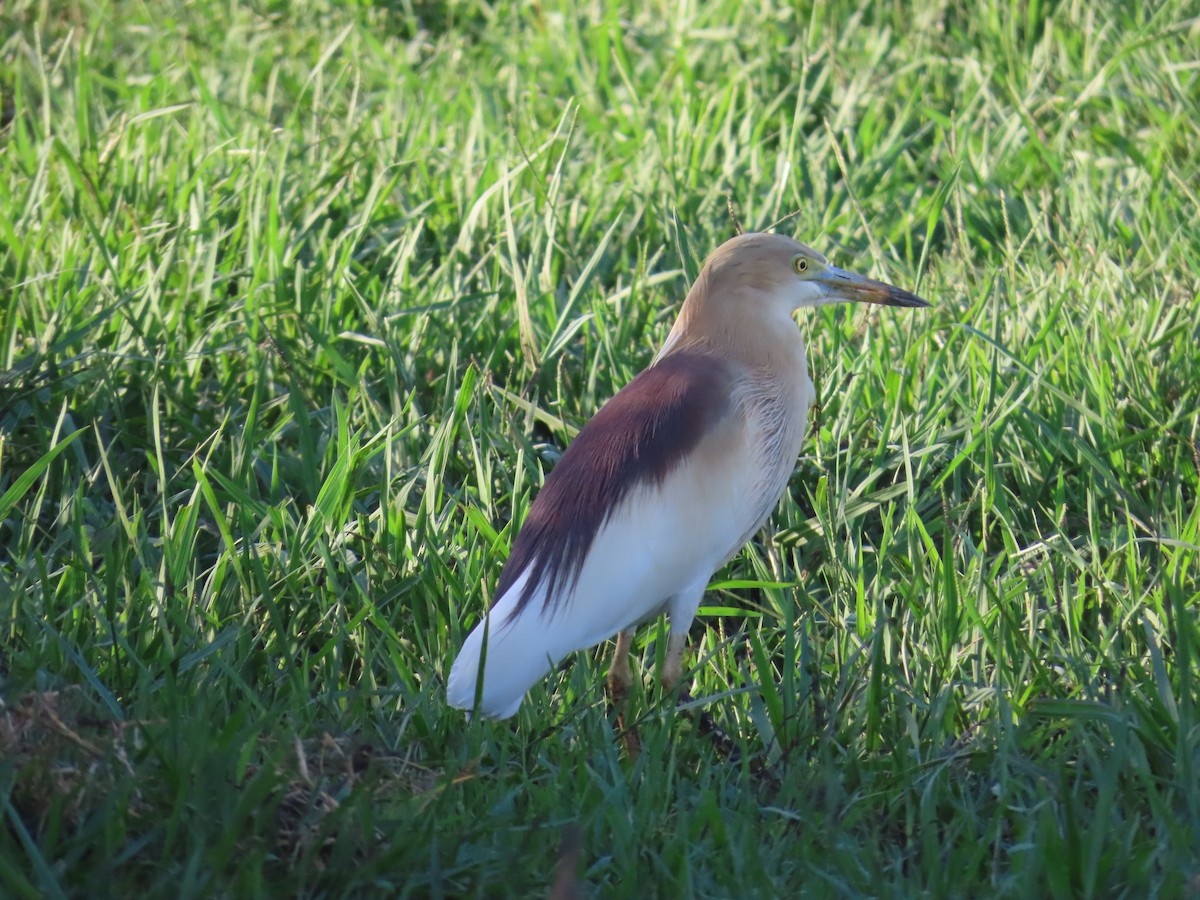 Indian Pond-Heron - Shilpa Gadgil