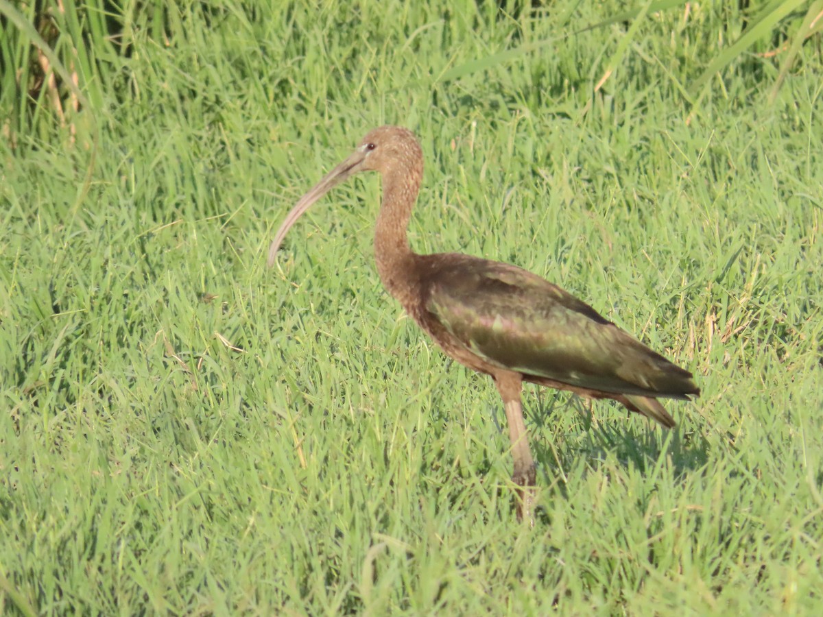 Glossy Ibis - Shilpa Gadgil