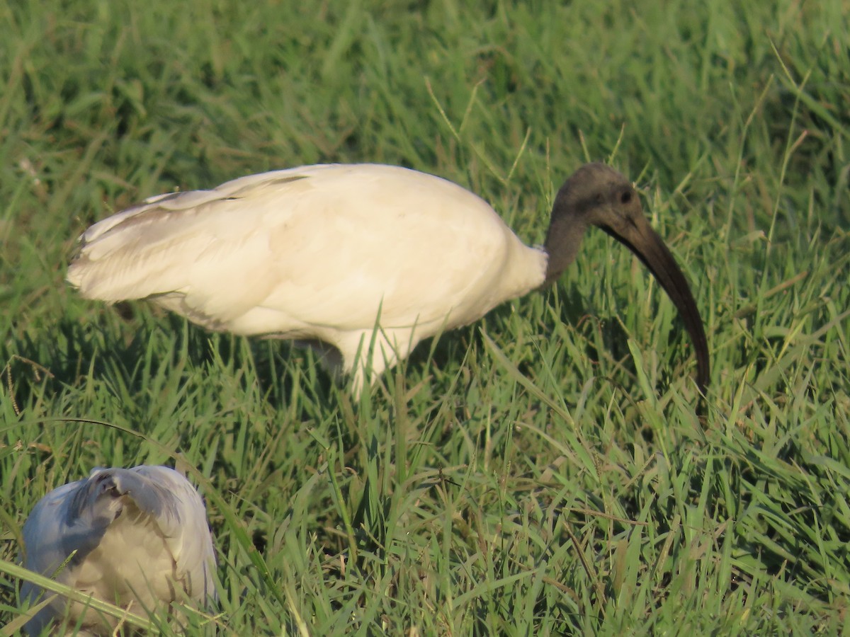 Black-headed Ibis - Shilpa Gadgil