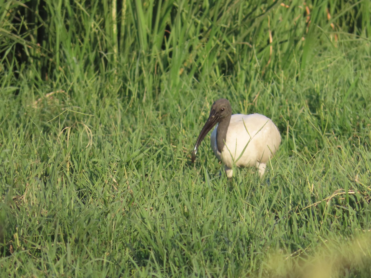 Black-headed Ibis - Shilpa Gadgil