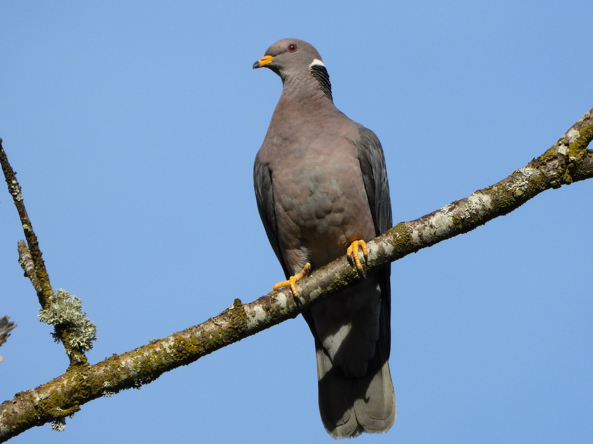 Band-tailed Pigeon - Justin Flint