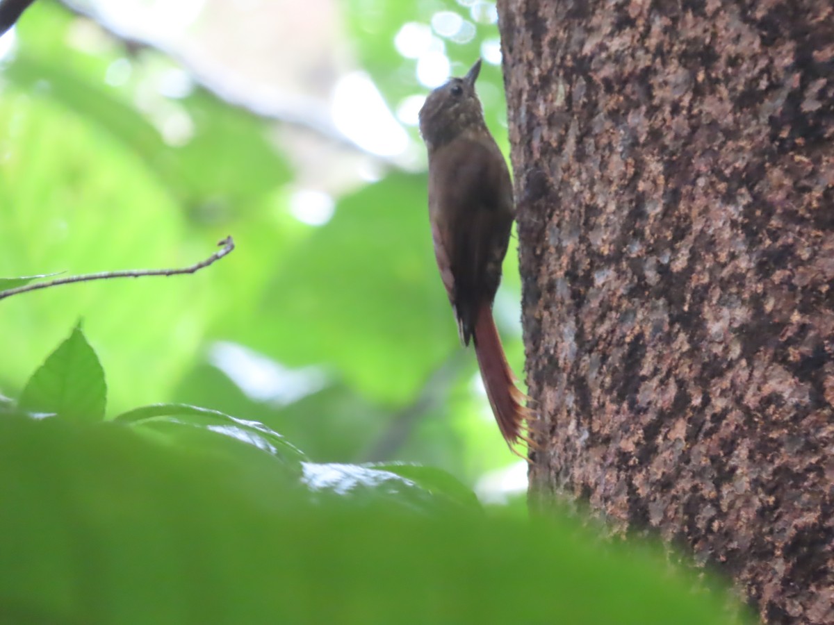 Wedge-billed Woodcreeper - Diane Wong-Kone