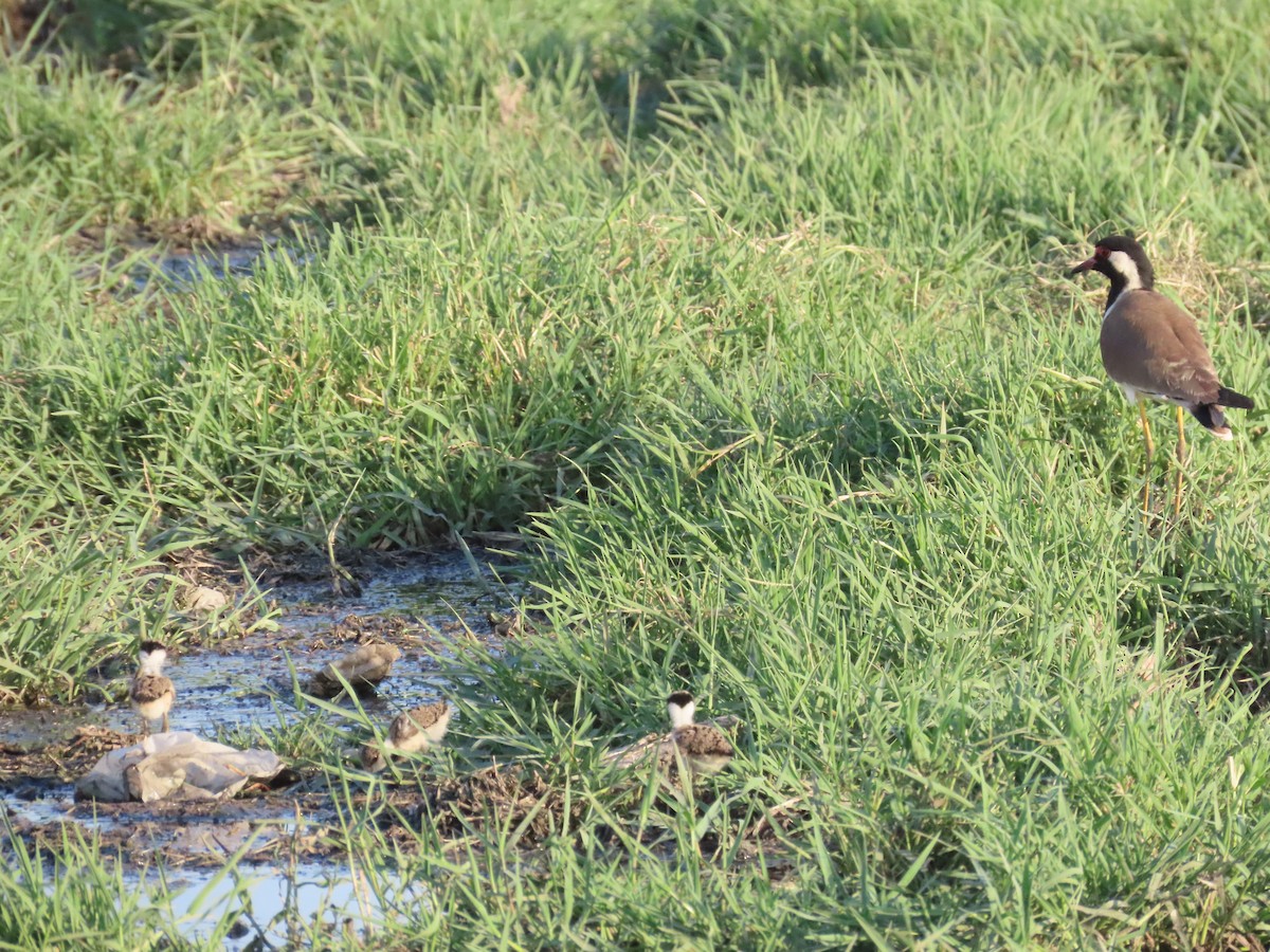 Red-wattled Lapwing - Shilpa Gadgil