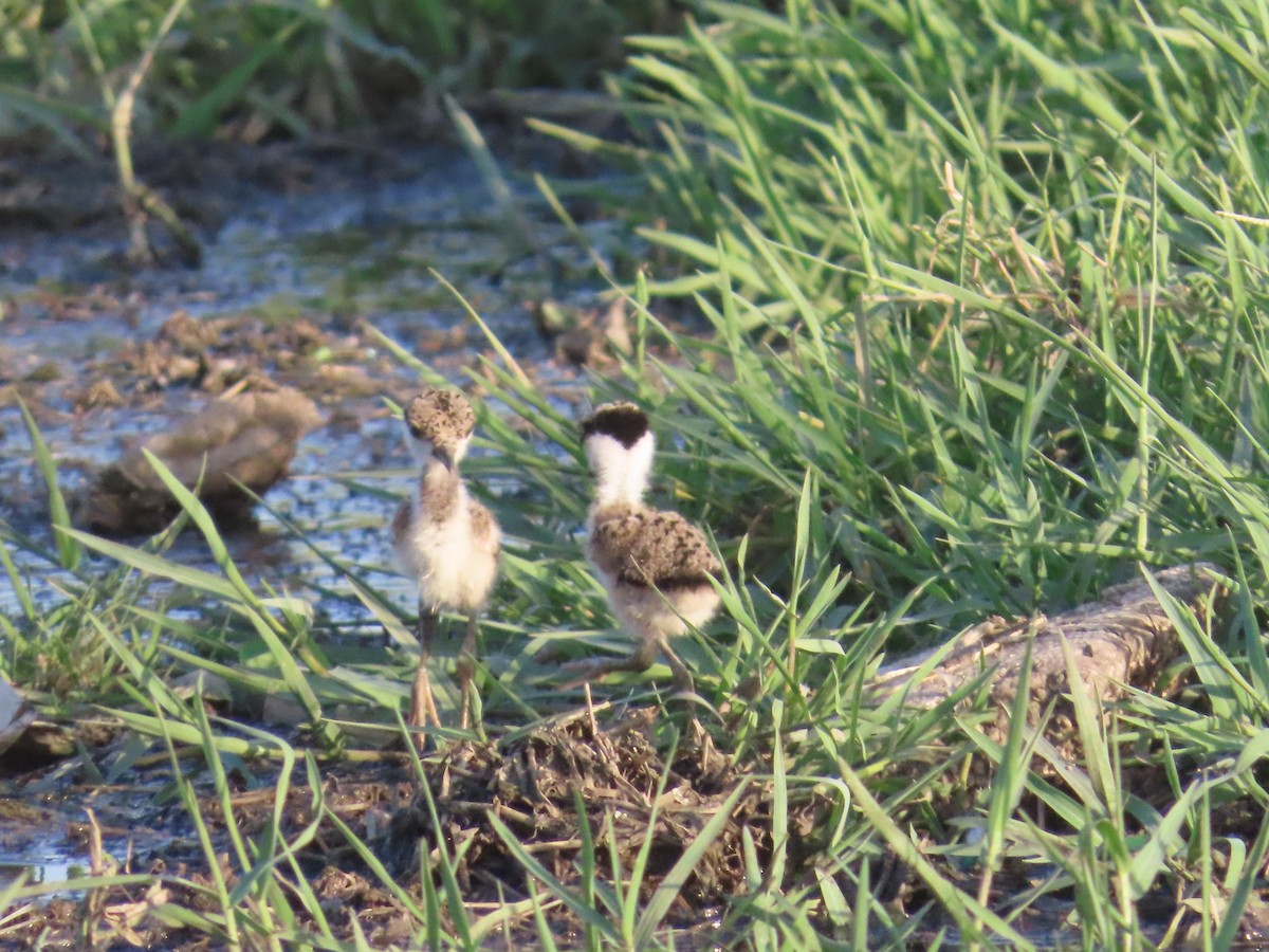 Red-wattled Lapwing - Shilpa Gadgil