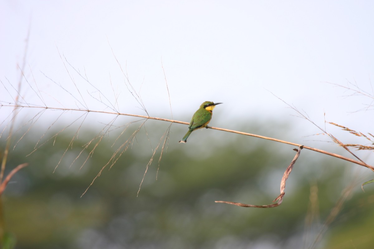 Little Bee-eater - Roger Hurt