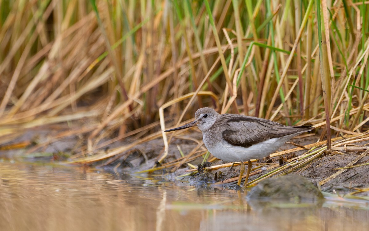 Terek Sandpiper - Hector Cayetano