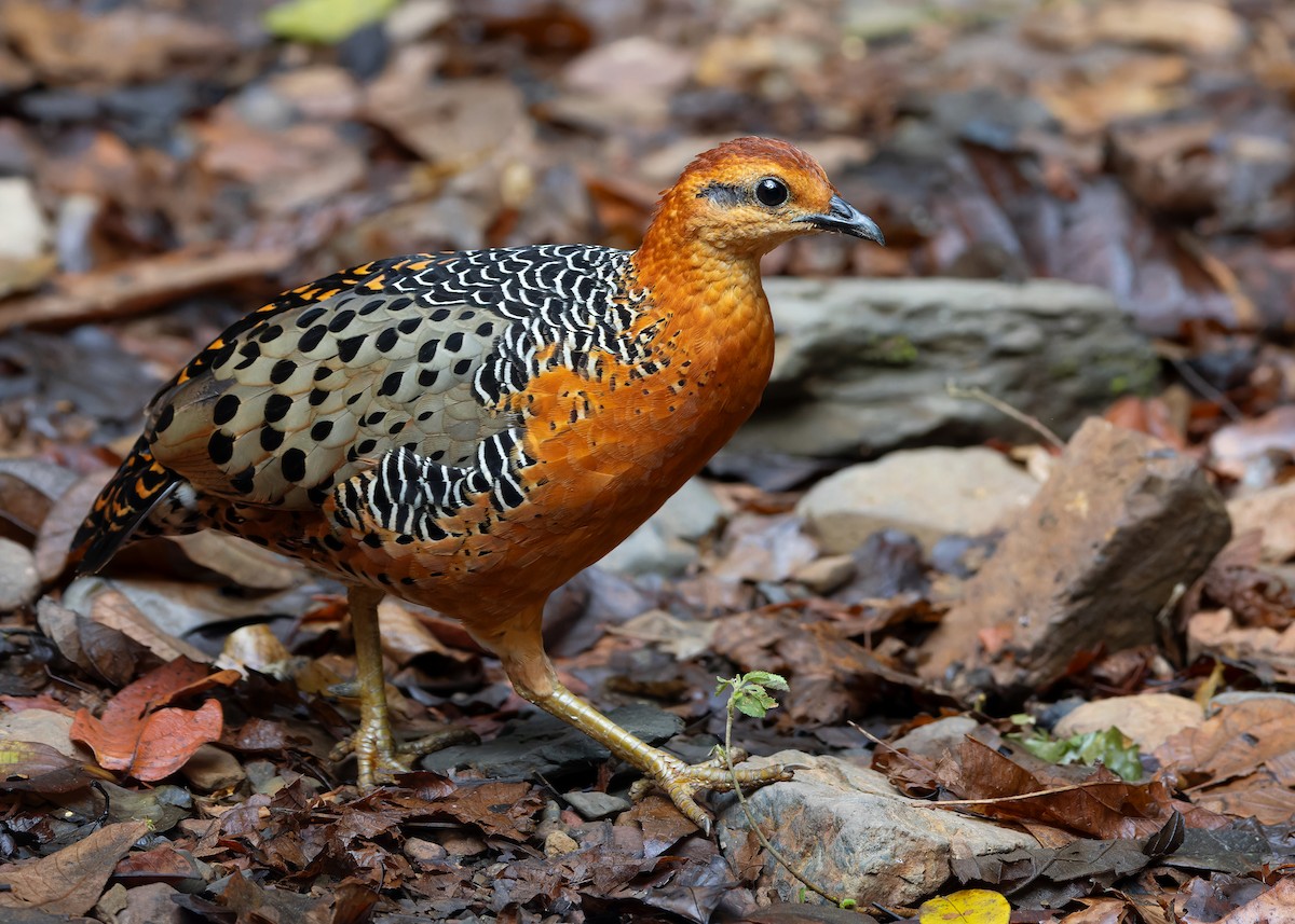 Ferruginous Partridge - Ayuwat Jearwattanakanok