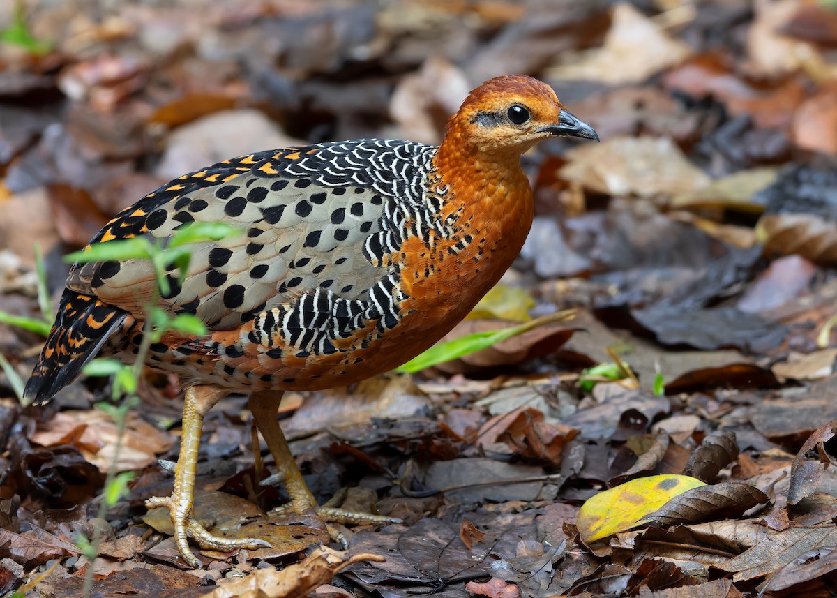 Ferruginous Partridge - Ayuwat Jearwattanakanok