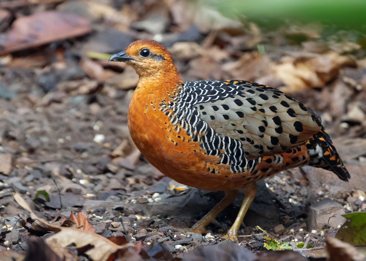 Ferruginous Partridge - ML619118642