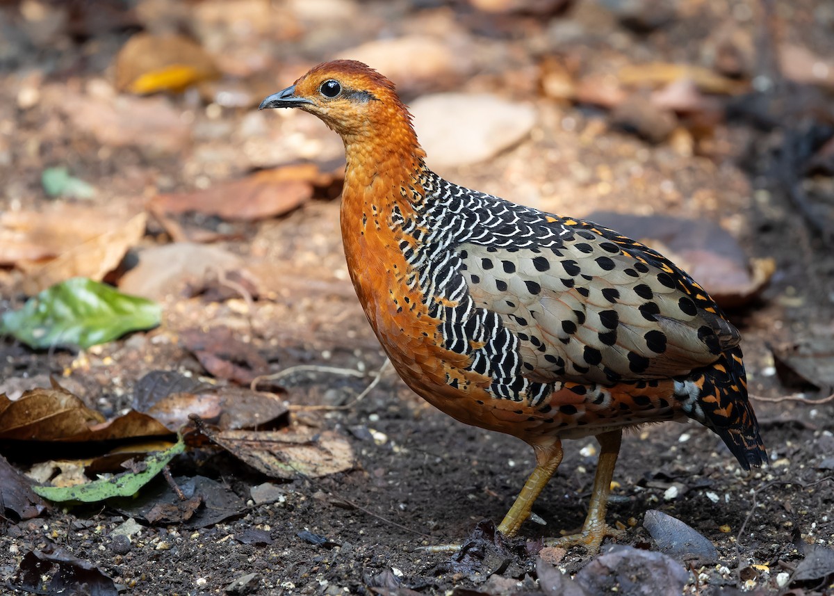 Ferruginous Partridge - ML619118649