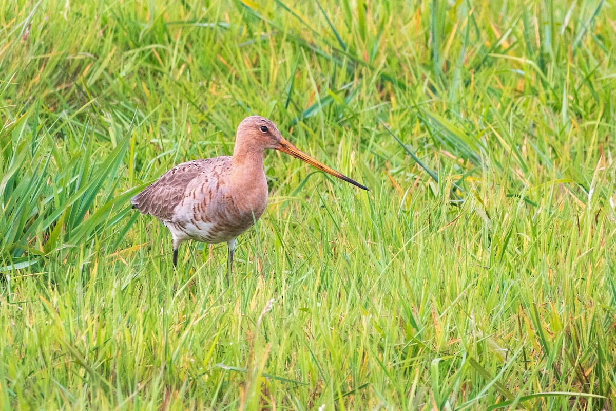 Black-tailed Godwit - Hans van der Hoeven