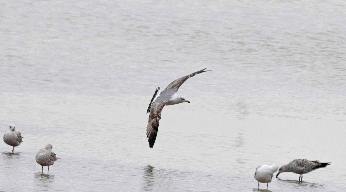 Yellow-legged Gull - John Hewitt