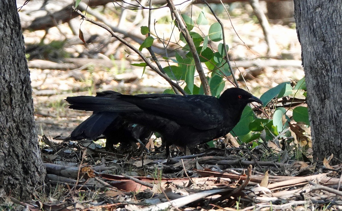 White-winged Chough - Russell Scott