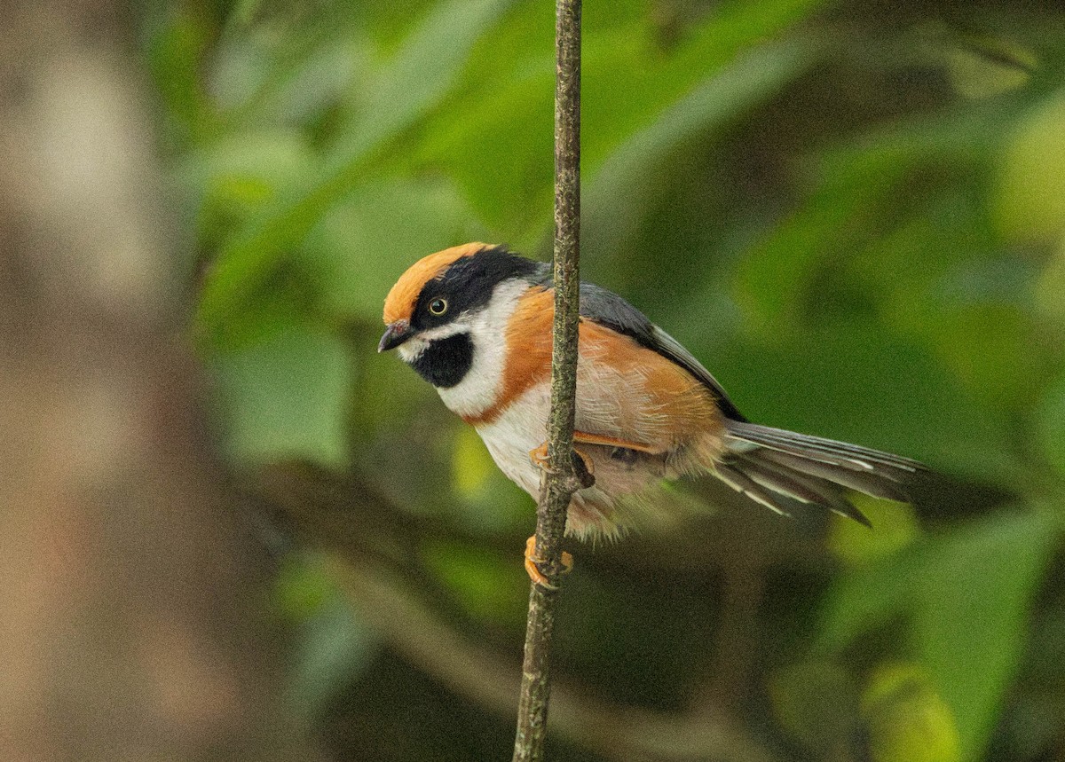 Black-throated Tit (Black-throated) - ML619118695