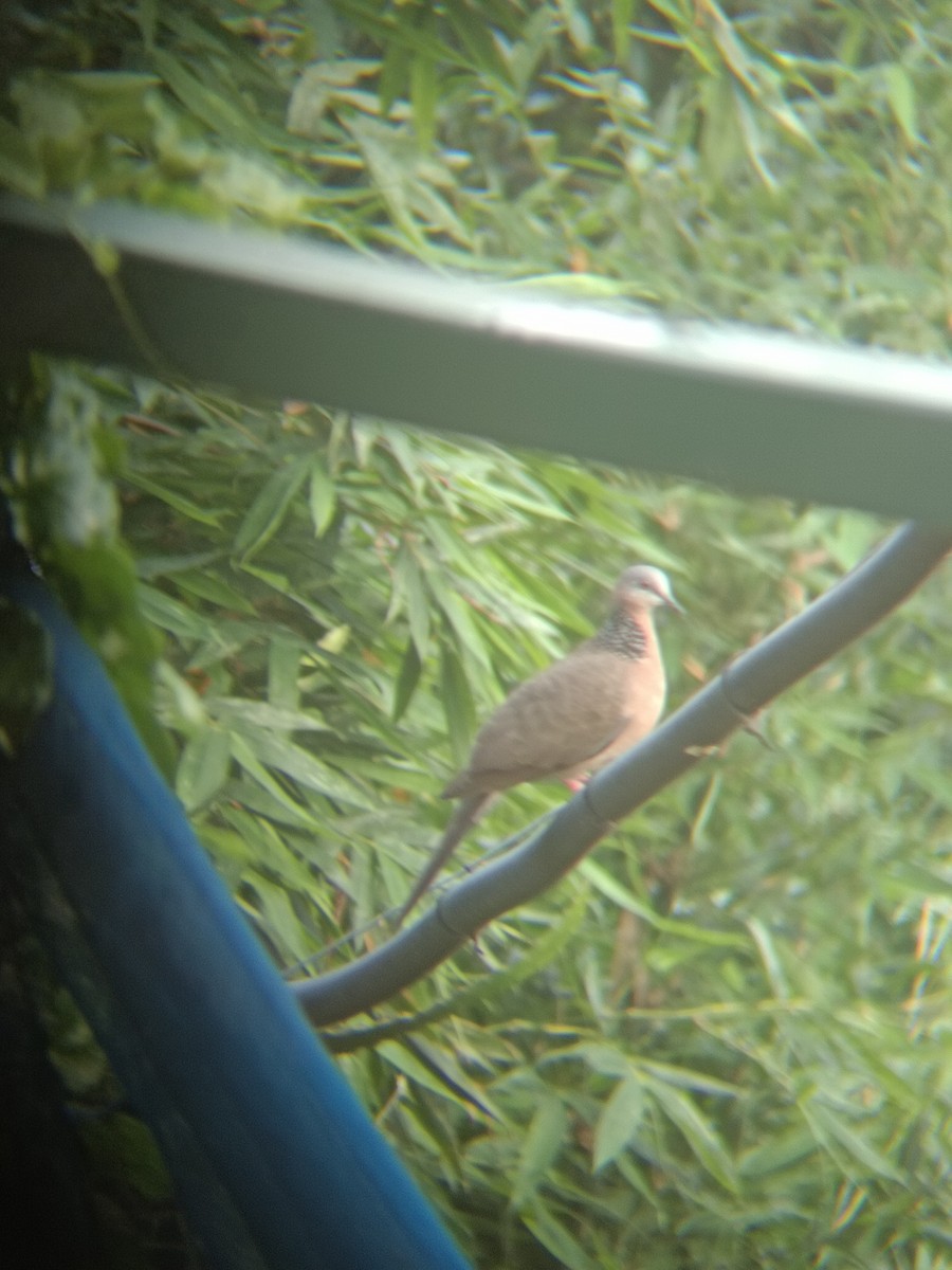Spotted Dove - ML619118700