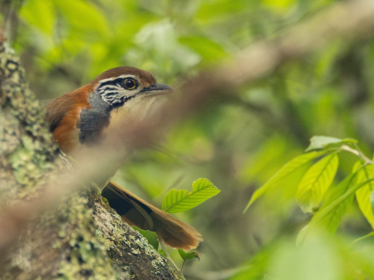 Greater Necklaced Laughingthrush - Garret Skead