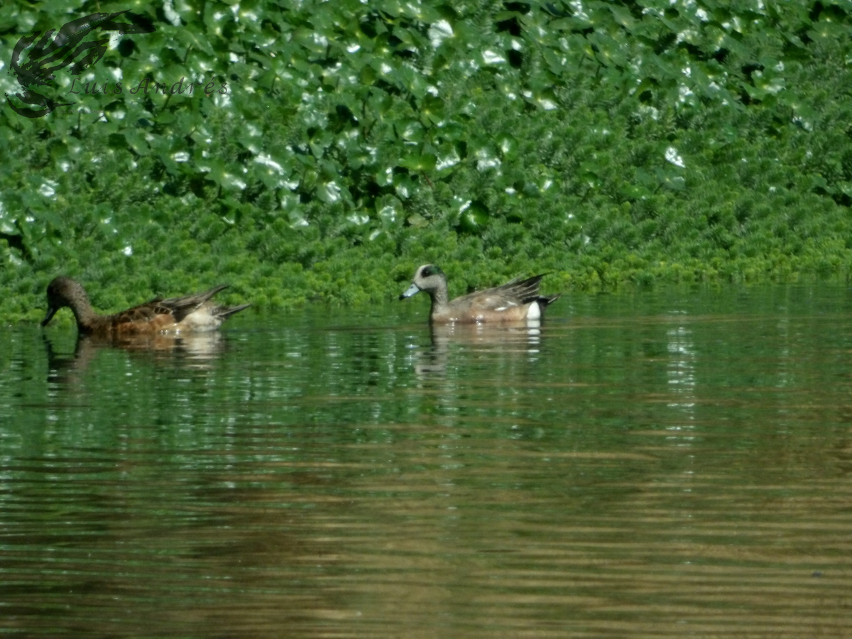 Canard d'Amérique - ML619118705