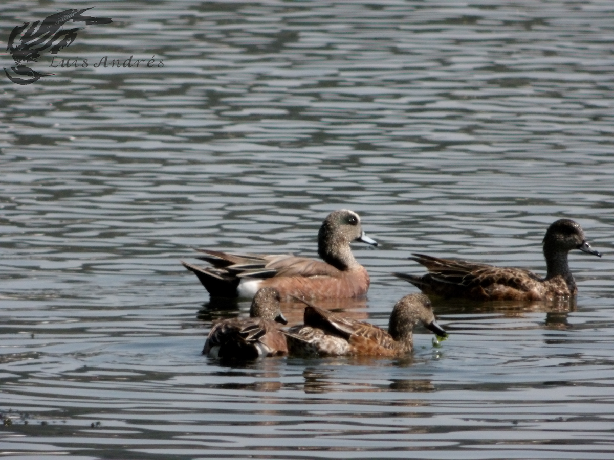 American Wigeon - ML619118706