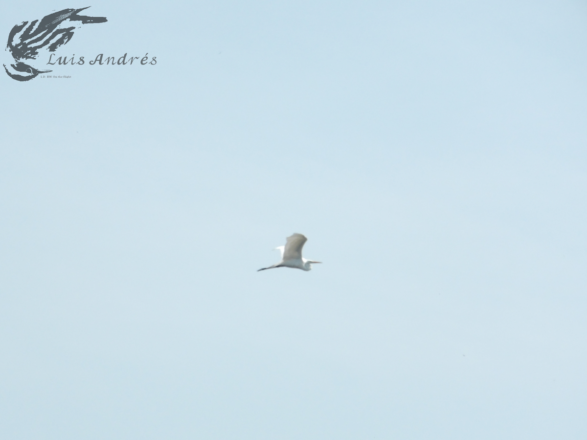 Большая белая цапля (egretta) - ML619118710