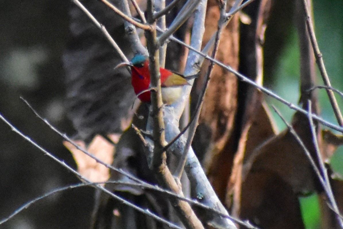 Crimson Sunbird - Jageshwer verma