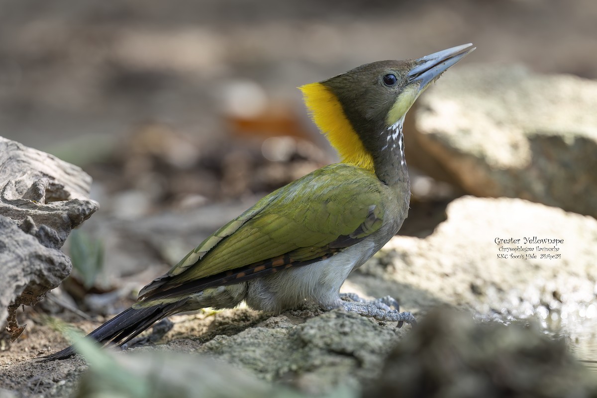 Greater Yellownape - Kenneth Cheong