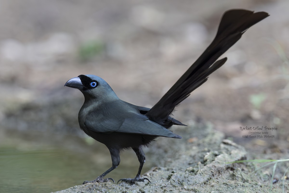Racket-tailed Treepie - Kenneth Cheong