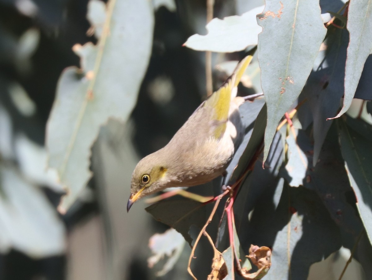 Fuscous Honeyeater - Brian Grinter