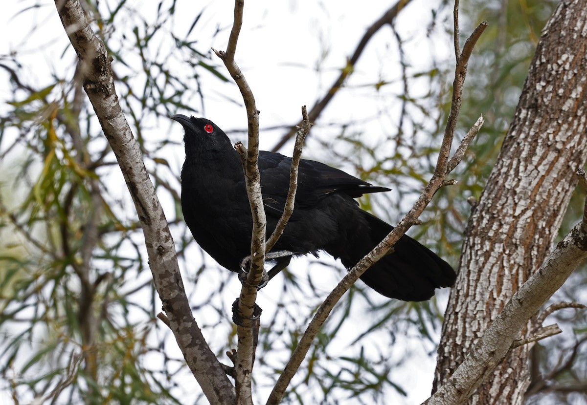 White-winged Chough - Julie Sarna