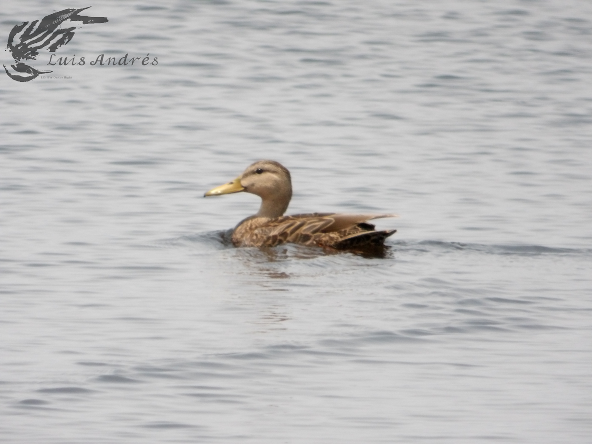 Mexican Duck - Luis Cuevas Romero