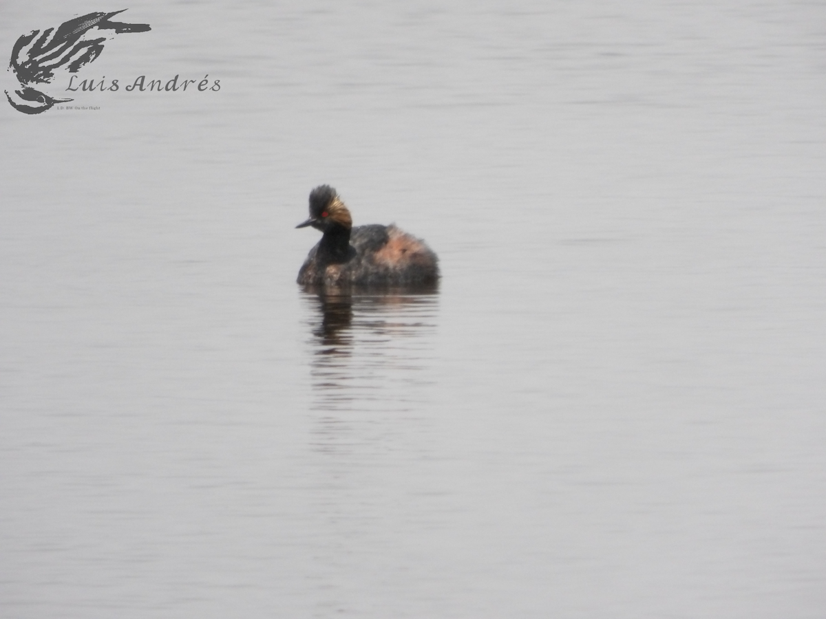 Eared Grebe - ML619118733