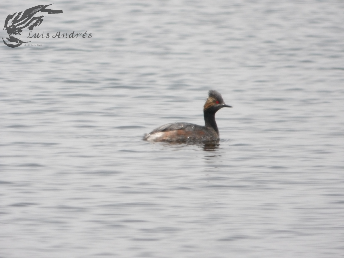 Eared Grebe - ML619118734