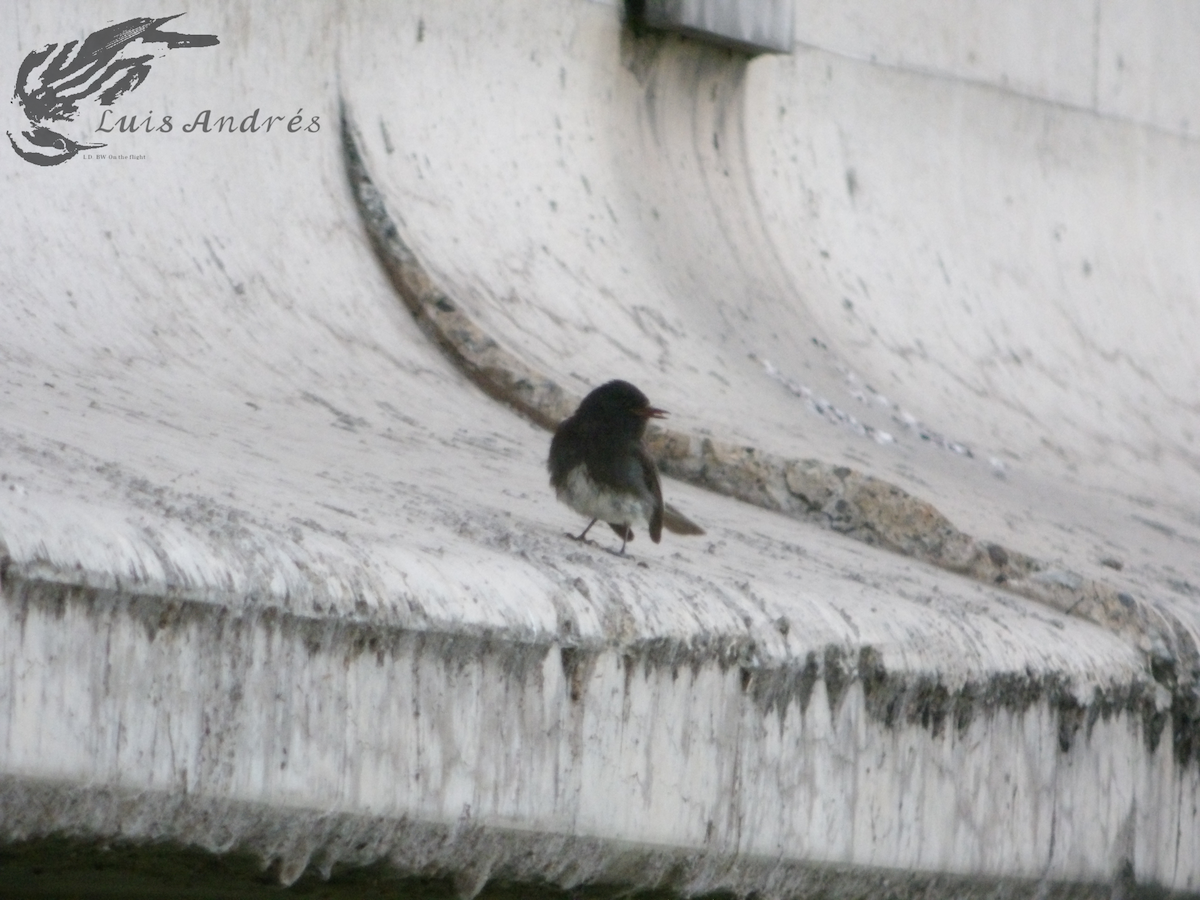 Black Phoebe - Luis Cuevas Romero