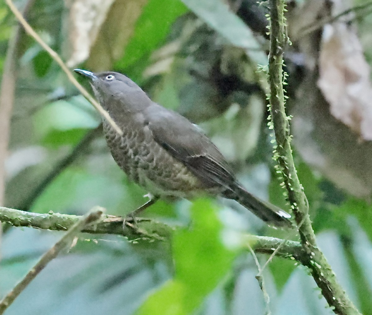 Scaly-breasted Thrasher - Maciej  Kotlarski