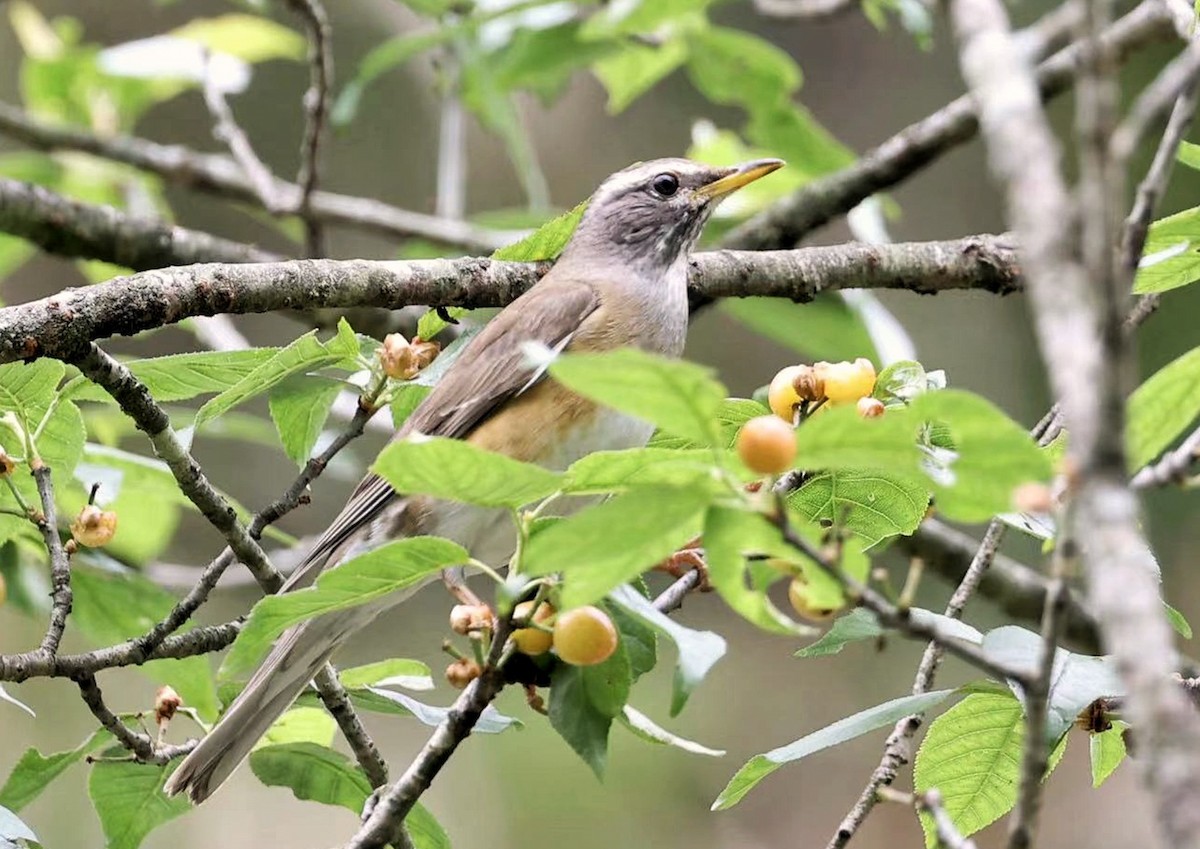 Eyebrowed Thrush - 浙江 重要鸟讯汇整