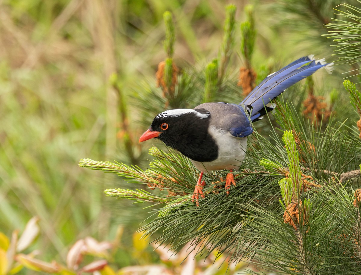 Red-billed Blue-Magpie - Garret Skead